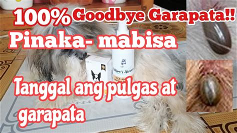 PINAKAMABISANG PANTANGGAL SA GARAPATA NG ASO .